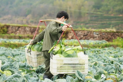松溪縣舊縣鄉(xiāng) 企業(yè)收購(gòu)蔬菜 滯銷(xiāo) 變 直銷(xiāo)